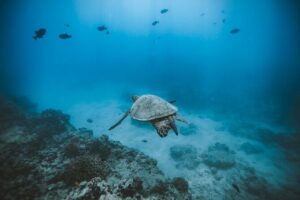 Small Group Turtle Canyon Snorkel in Waikiki (Boat Tour) - Stop 1: Waikiki Beach—warm-up views and the pre-water plan
