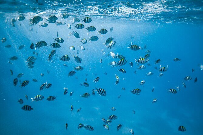 Small Group Turtle Canyon Snorkel in Waikiki (Boat Tour) - What’s included onboard: the small comforts that add up
