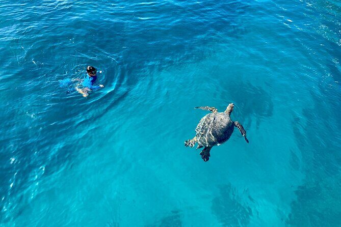 Small Group Turtle Canyon Snorkel in Waikiki (Boat Tour) - Snorkeling logistics: what you need to bring (and what you don’t)