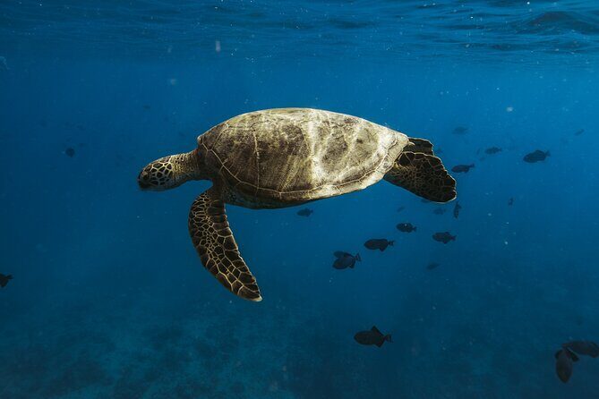 Small group Turtle Snorkel (16 people max): Sightings Guaranteed - Small-Group Comfort Is the Real Upgrade