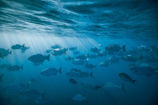 Small group Turtle Snorkel (16 people max): Sightings Guaranteed - Stop Choices: Diamond Head and Waikiki Beach as Part of the Day