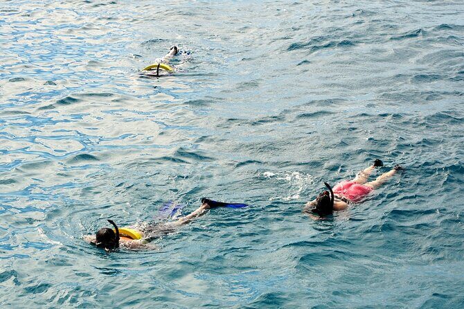 Small group Turtle Snorkel (16 people max): Sightings Guaranteed - Price and Value: What $85 Buys You Here