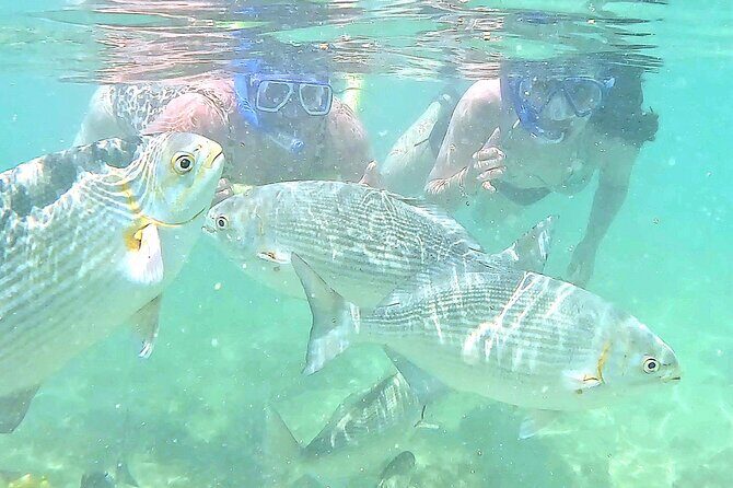 Snorkeling in Waikiki Many Fish All Levels Free Video & Pics! - Waikiki Snorkeling Coaching With Lynne (and Why It Feels Low-Stress)
