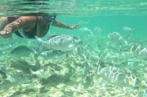 Snorkeling in Waikiki Many Fish All Levels Free Video & Pics! - Why the Marine Conservation Area Spot Helps You See More Fish