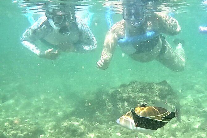 Snorkeling in Waikiki Many Fish All Levels Free Video & Pics! - Shallow Water Rules: The Floating and Leg-Stability Part