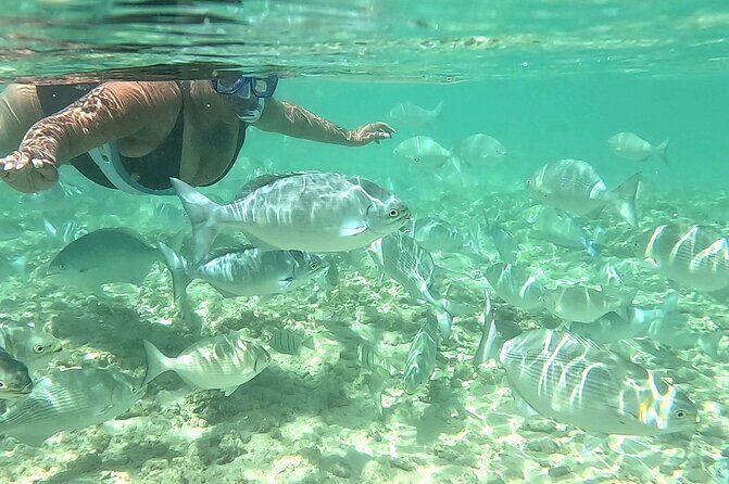 Snorkeling in Waikiki Many Fish All Levels Free Video & Pics! - Why the Marine Conservation Area Spot Helps You See More Fish