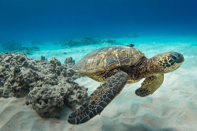 Snorkeling with Sea Turtles in Waikiki Hawaii Boat Tour - Diamond Head and Waikiki beaches: the cruise you get after the snorkel