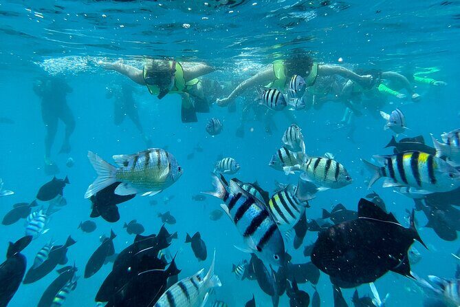 Snorkeling with Sea Turtles in Waikiki Hawaii Boat Tour - What you really get for $125: value math for a 2.5-hour day