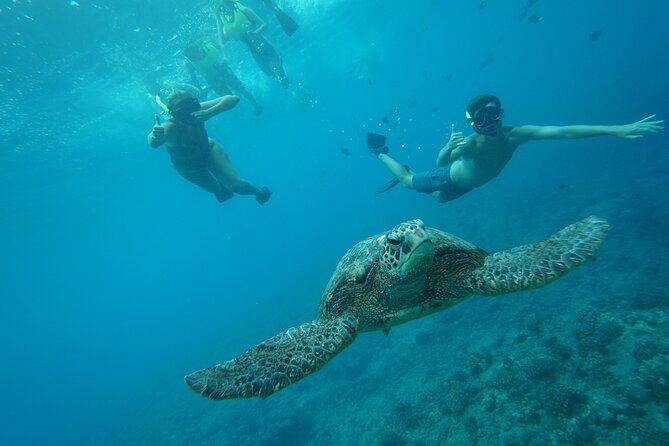 Snorkeling with Sea Turtles in Waikiki Hawaii Boat Tour - Who this tour fits: best matches and possible mismatches