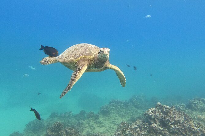 Snorkeling with Turtle/Water Scooter/Paddleboard Adventures Oahu - Key things to love about this Oahu turtles-and-scooters tour