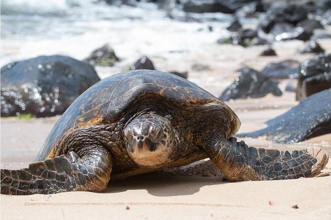 South Shore Aloha Friendly Tour - Stop-by-stop along Oahu’s south coast route