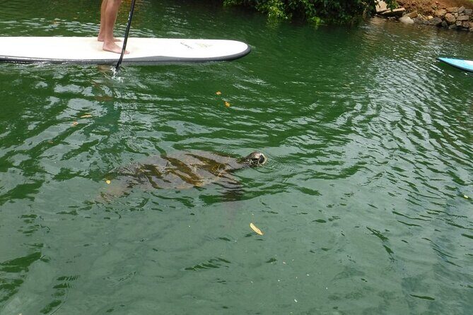 Stand Up Paddle Nature and Turtle tour-Guaranteed to see turtles - Why the Anahulu Stream is the real star