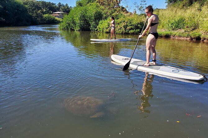 Stand Up Paddle Nature and Turtle tour-Guaranteed to see turtles - Snorkel chance and the water-clarity reality
