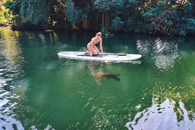 Stand Up Paddle Nature and Turtle tour-Guaranteed to see turtles - Meeting point in Haleiwa: Sea & Board Sports Hawaii