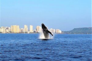 Sunset Whale Watch in Waikiki, Whales Guaranteed or Free Return - Waikiki Sunset Whale Watch for $54: What the Price Really Buys