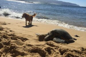 Surf Lessons on the North Shore of Oahu - Ocean time: guided waves in beginner-friendly conditions