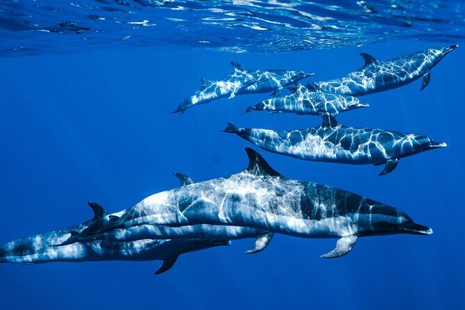 Swim with Dolphins Catamaran with Waterslide & Lunch on Oahu - Getting to Waiʻanae Small Boat Harbor (and starting early)