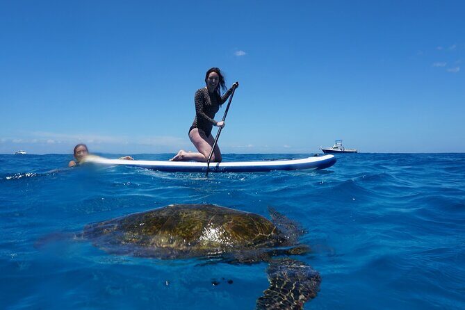 Swim with Dolphins Catamaran with Waterslide & Lunch on Oahu - Makaha stop: sea turtles, reef snorkeling, and the “more than dolphins” payoff