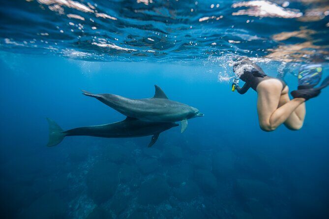 Swim With Dolphins & Turtles in West Oahu (Semi-Private Tours) - Key things that make this tour worth your time