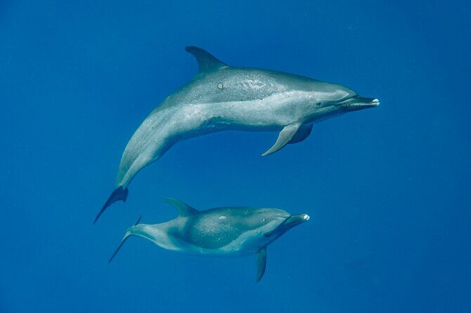 Swim With Dolphins & Turtles in West Oahu (Semi-Private Tours) - West Oahu dolphin swim with a max-6 boat: why it feels personal