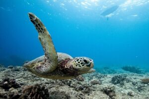 Swim With Dolphins & Turtles in West Oahu (Semi-Private Tours) - Waianae meeting point and what your 3 hours really look like