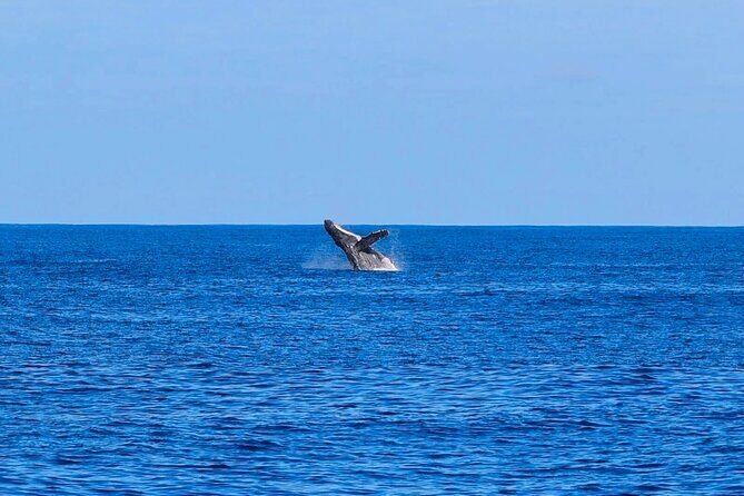 Swim With Dolphins & Turtles in West Oahu (Semi-Private Tours) - Boat comfort on a luxury powerboat: less hassle, more watching