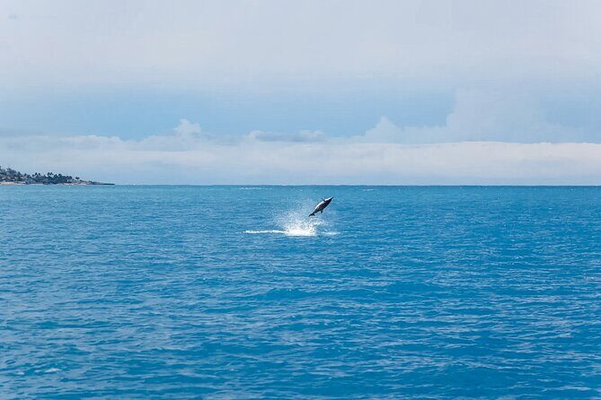 Swim With Dolphins & Turtles in West Oahu (Semi-Private Tours) - Price and value: is $200 per person fair?