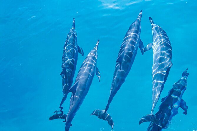 Swim With Dolphins & Turtles in West Oahu (Semi-Private Tours) - Photos and videos: a nice extra that can go wrong