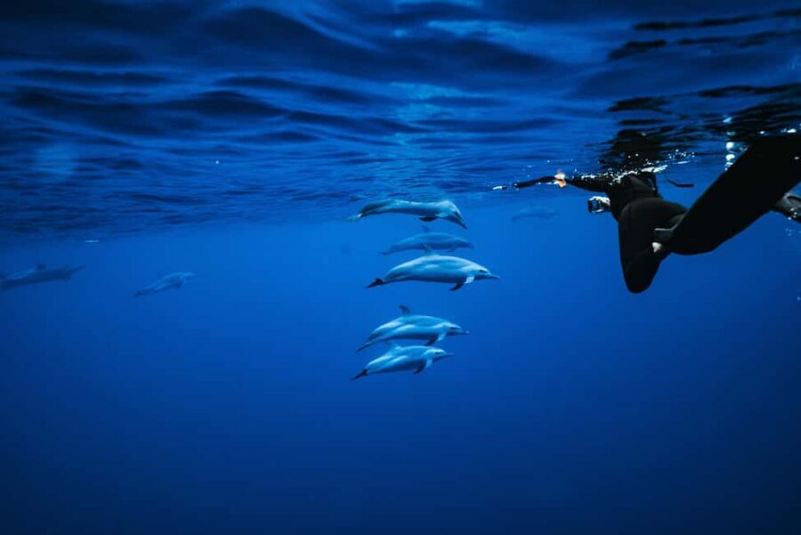Swim with Wild Dolphins Oahu Speedboat Snorkeling Adventure! - Why West Oahu (Waianae) matters for wild dolphins and Makaha snorkeling