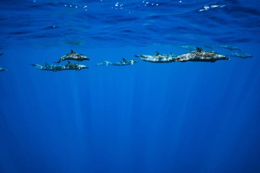 Swim with Wild Dolphins Oahu Speedboat Snorkeling Adventure! - The one booking risk you should consider