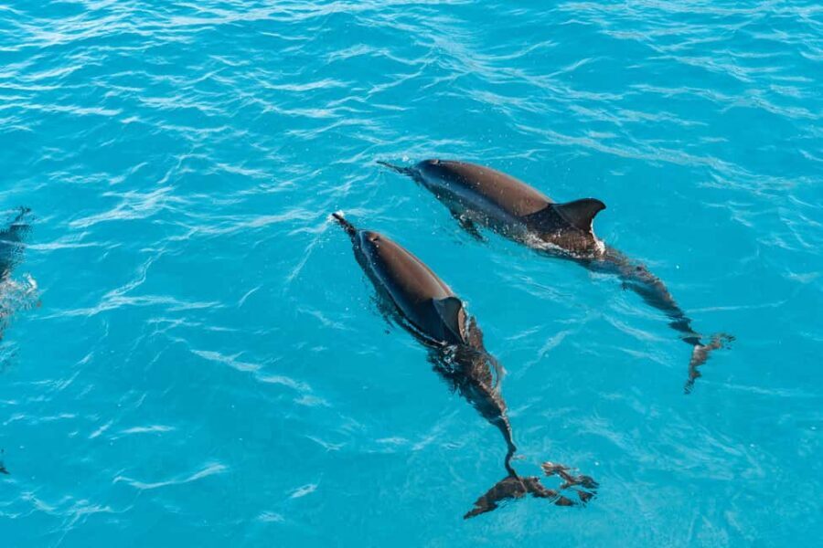 Swim with Wild Dolphins Oahu Speedboat Snorkeling Adventure! - Dolphin Warrior speedboat: what the 3-hour timing really means