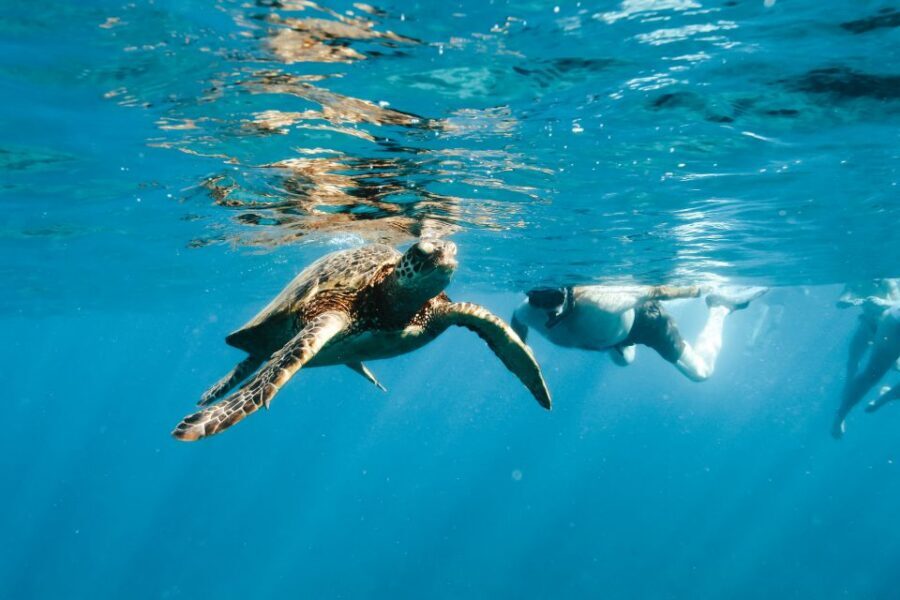 Swim with Wild Dolphins Oahu Speedboat Snorkeling Adventure! - Makaha reef snorkeling: turtles and reef fish without the fuss