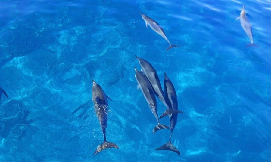 Swim with Wild Dolphins Oahu Speedboat Snorkeling Adventure! - Whale season bonus: humpback chances from November to March