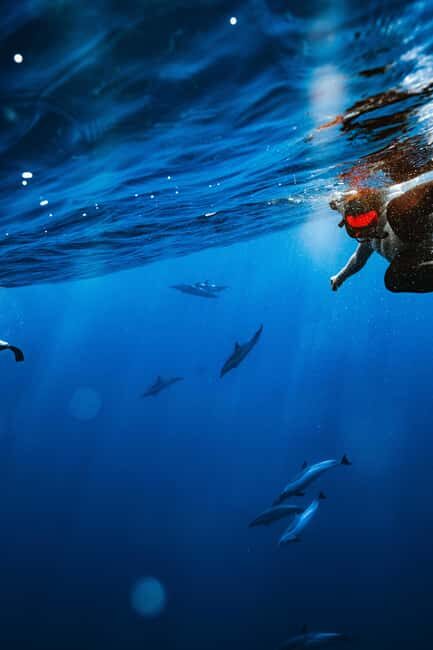 Swim with Wild Dolphins Oahu Speedboat Snorkeling Adventure! - Price and value: does $199 fit what you’re getting?