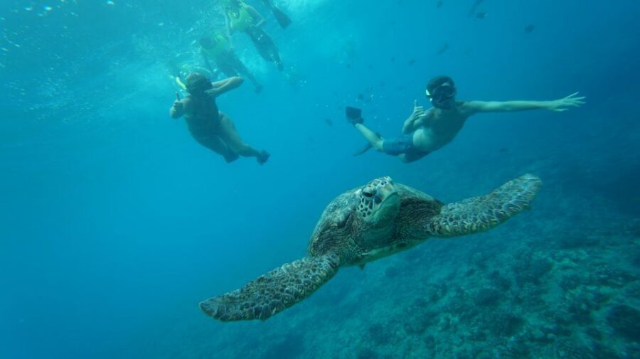 Swim with Wild Dolphins Oahu Speedboat Snorkeling Adventure! - Offshore dolphin swims: how the open-ocean part works