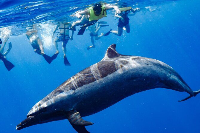 Swimming with Wild Dolphins Speedboat Adventure on Oahu - Quick hits for your Oahu dolphin swim