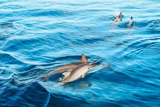 Swimming with Wild Dolphins Speedboat Adventure on Oahu - Onboard comfort: snacks, drinks, and planning for motion
