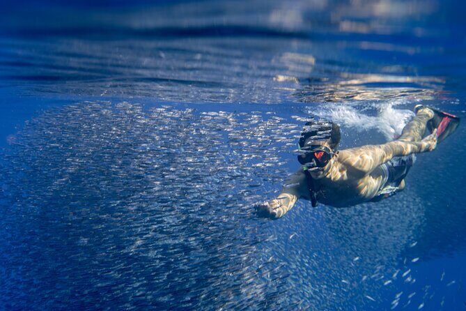 Swimming with Wild Dolphins Speedboat Adventure on Oahu - Stop 2 in Makaha: lunch first, then snorkel time for turtles