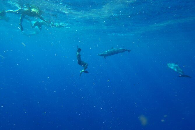 Swimming with Wild Dolphins Speedboat Adventure on Oahu - Stop 3 along Oahu’s West Side: coastline views and seasonal whales