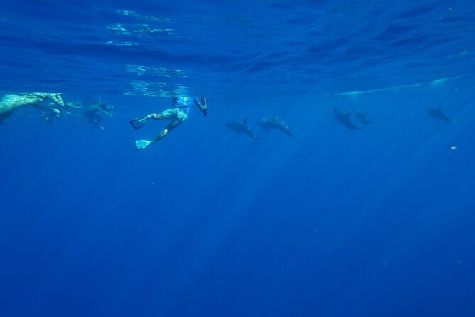 Swimming with Wild Dolphins Speedboat Adventure on Oahu - Crew quality and small-group energy on the Dolphin Warrior