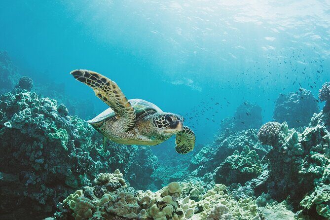 Turtle Canyon Snorkel Adventure in Waikiki, Oahu - Turtle Canyon from Waikiki: what makes it special