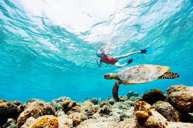 Turtle Canyon Snorkel Adventure - Small Group 6 Passengers - Price and Value: Is $105 Worth It for a Max-6 Speedboat?