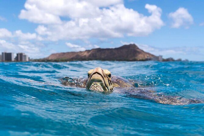 Turtle Canyon Snorkel Adventure - Small Group 6 Passengers - Who Should Book This Tour (and Who Might Want Another Option)