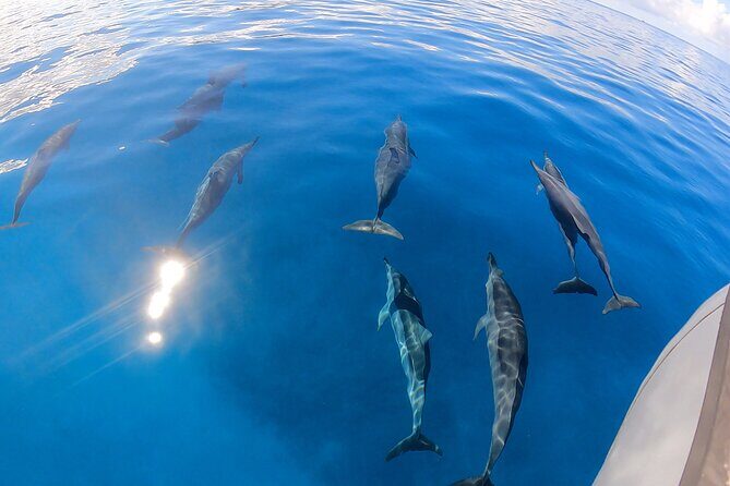 Turtle Canyon Snorkel: Semi Private Boat Tour - Why This Turtle Canyon Snorkel Feels More Like a Charter Than a Crowd