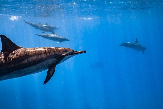Turtle Canyon Snorkel: Semi Private Boat Tour - Price and Value: What $109 Buys on Oahu
