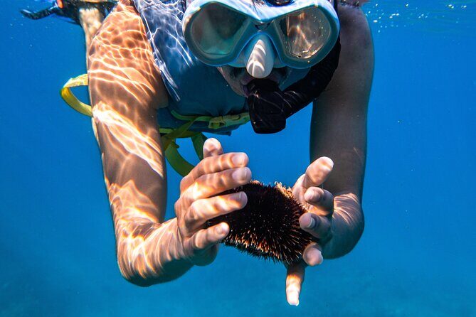 Turtle Canyon Snorkel: Semi Private Boat Tour - Semi-Private Reality: Small Boat, Big Turtle Canyon