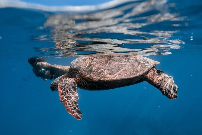 Turtle Canyon Snorkel: Semi Private Boat Tour - Who This Tour Fits Best (and Who Might Want a Different Day Trip)