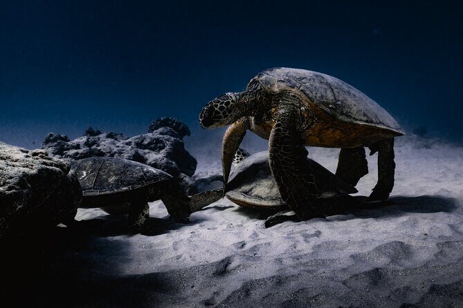 Turtle Canyon Snorkel Tour - Semi-private: 6 passenger max - Turtle Canyon snorkeling: guaranteed turtles and guide-led spotting
