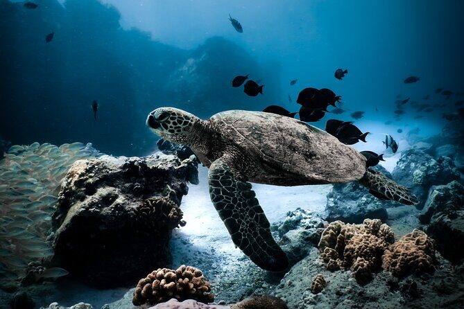 Turtle Canyon Snorkel Tour - Semi-private: 6 passenger max - Where the tour starts: Hawaii Apex Charters dock life