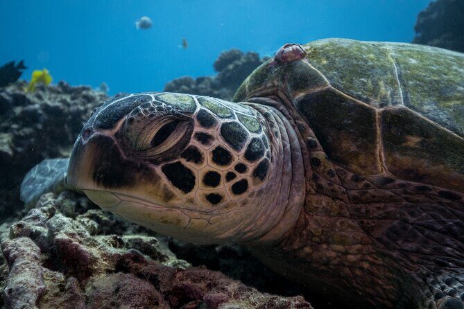 Turtle Canyon Waikiki Snorkel Adventure - What You’ll See: Turtles, Rays, Sharks, and Friends